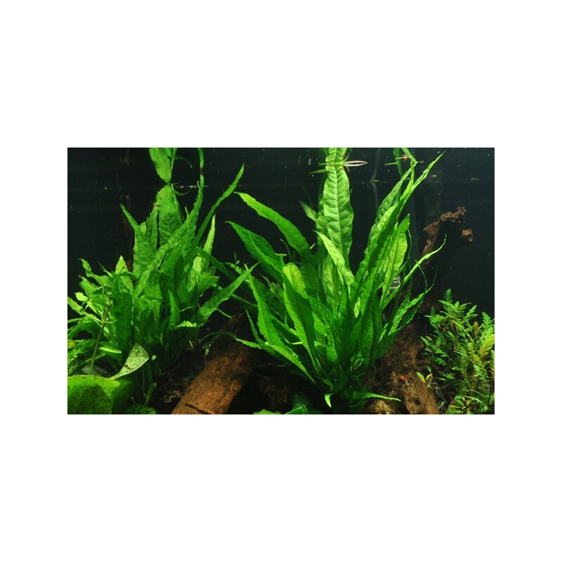 Microsorum pteropus XL