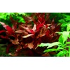 Tropica Alternanthera reineckii Rosanervig