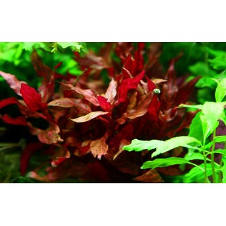 Tropica Alternanthera reineckii Rosanervig