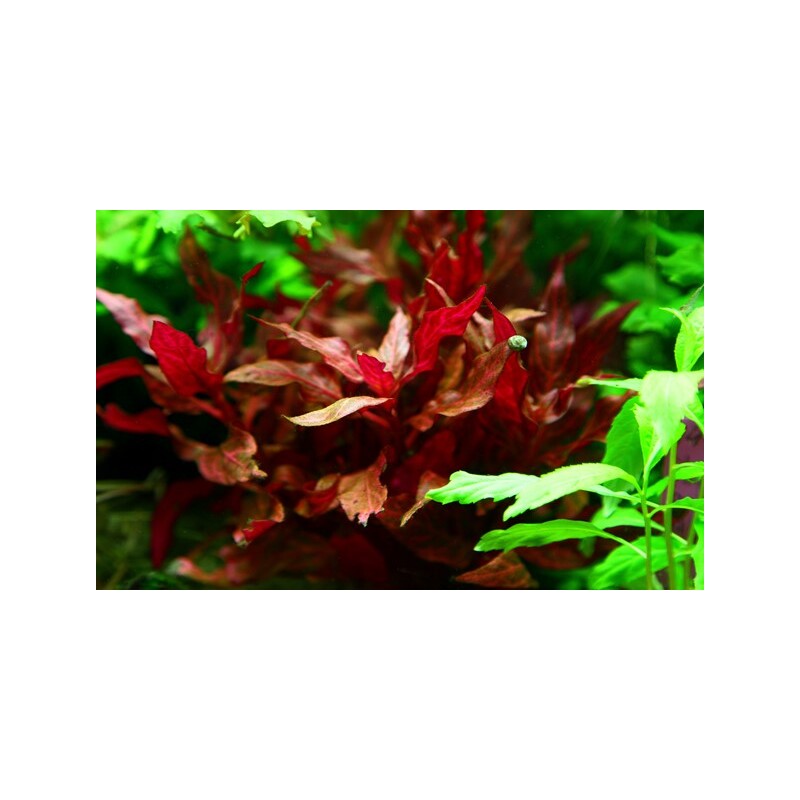 Tropica Alternanthera reineckii Rosanervig