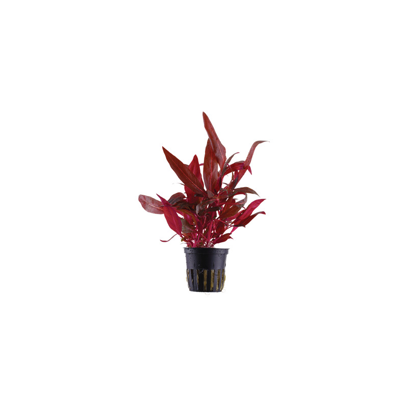 Tropica Alternanthera reineckii Rosanervig