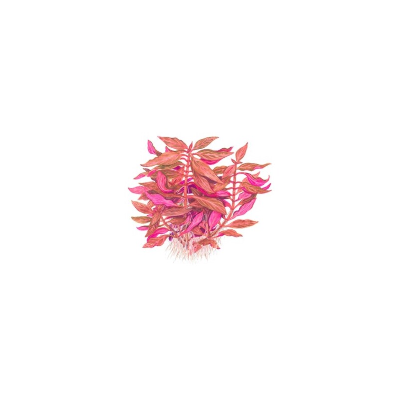 Tropica Alternanthera reineckii Rosanervig