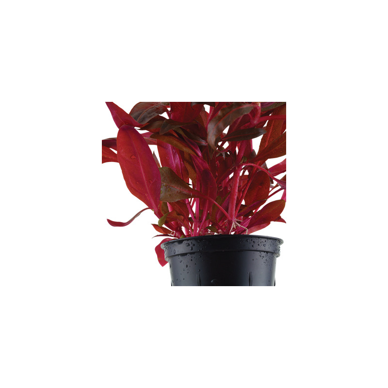 Tropica Alternanthera reineckii Rosanervig