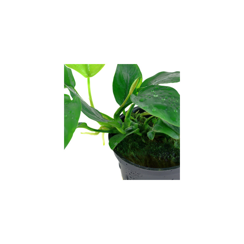 Tropica Anubias barteri var. nana