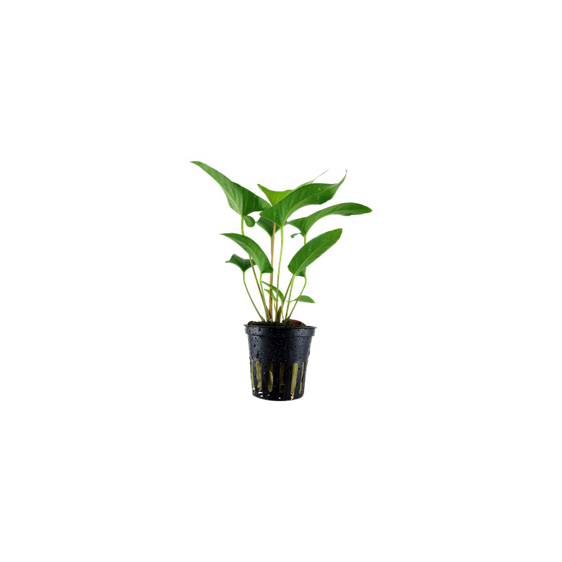 Tropica Anubias gracilis
