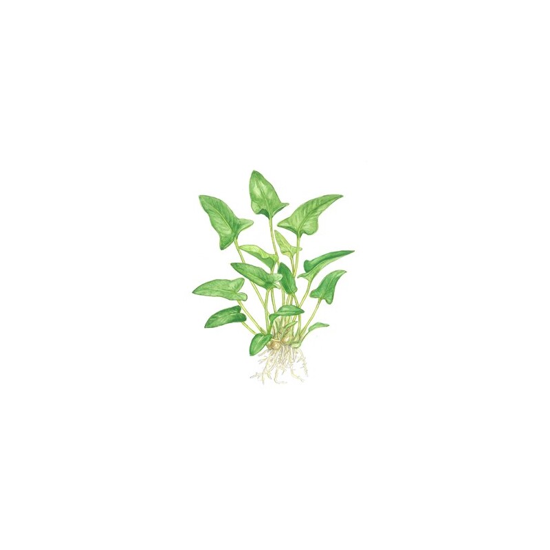 Tropica Anubias gracilis