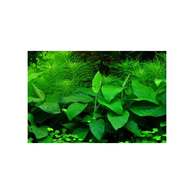 Anubias nana 'Large'