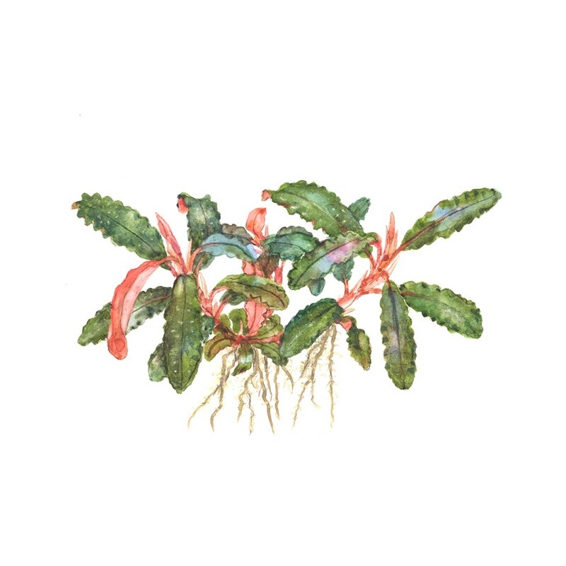Tropica Bucephalandra sp. 'Red'
