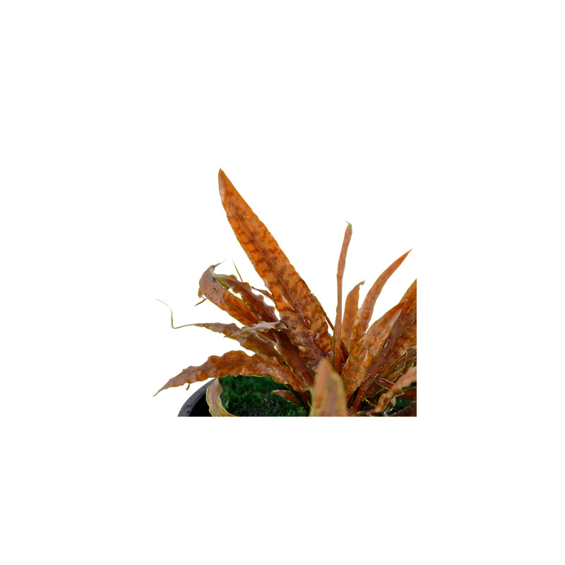 Tropica Cryptocoryne albida 'Brown'