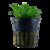 Tropica Cryptocoryne parva