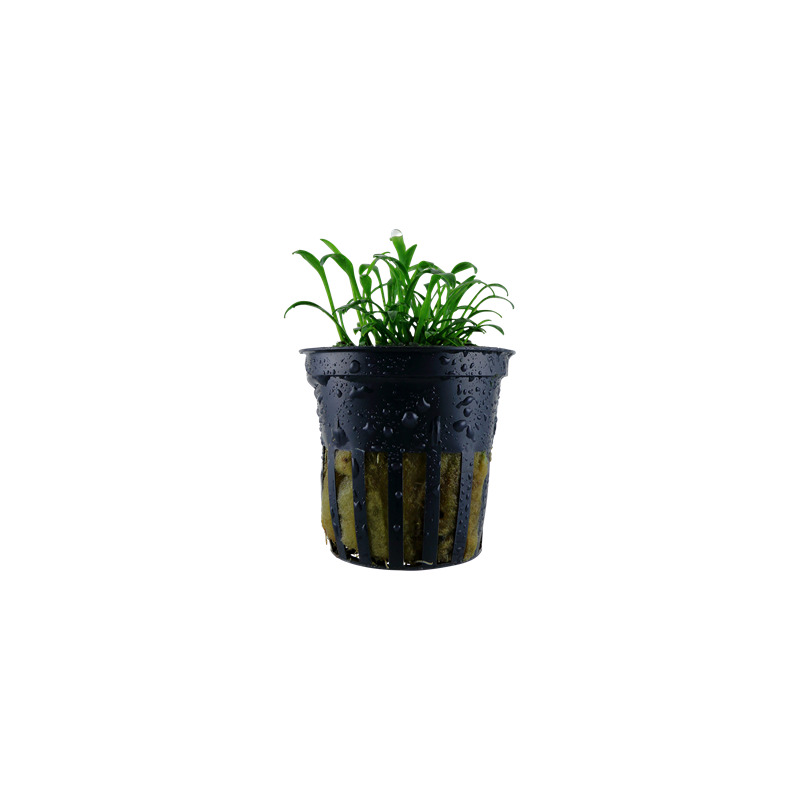 Tropica Cryptocoryne parva