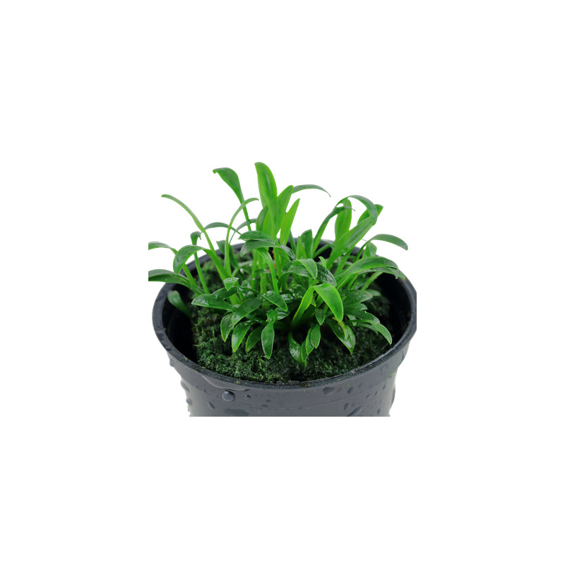 Tropica Cryptocoryne parva