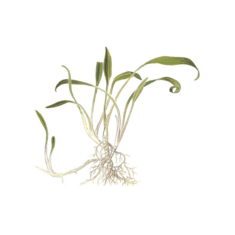 Tropica Cryptocoryne parva