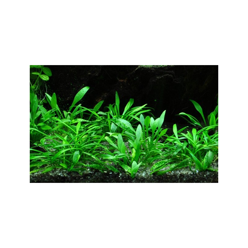 Tropica Cryptocoryne parva