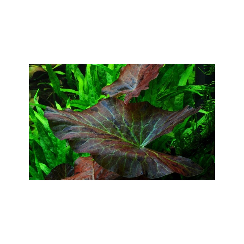 Tropica Nymphaea lotus