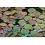 Tropica Phyllanthus fluitans 1-2 Grow!