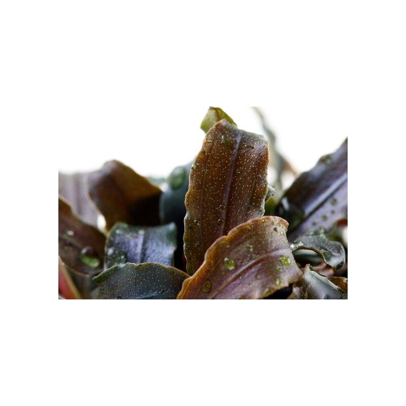 Tropica Bucephalandra 'Kedagang' 1-2 Grow!