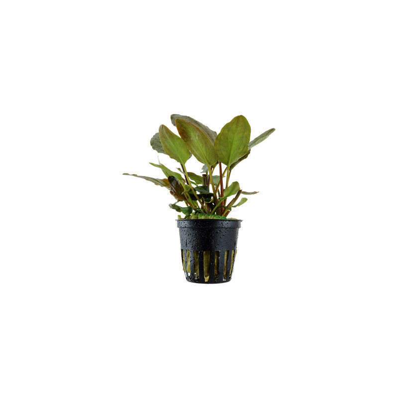 Tropica Lagenandra meeboldii 'Red'