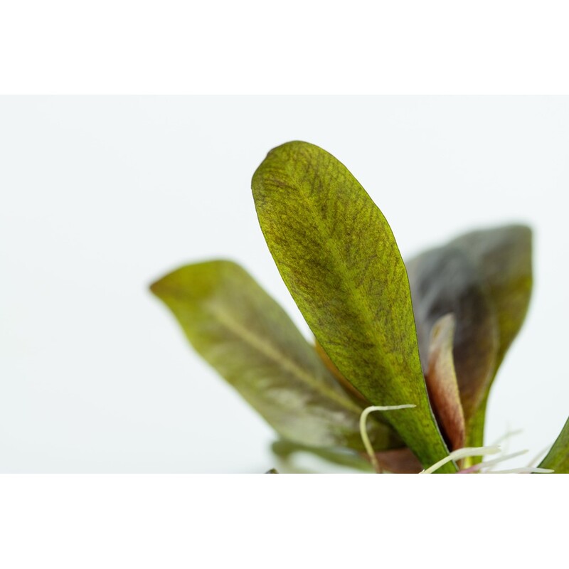 Tropica Echinodorus 'Reni' 1-2 Grow!