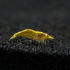Neocardina davidi Yellow Fire 1 cm