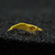 Neocardina davidi Yellow Fire 1 cm