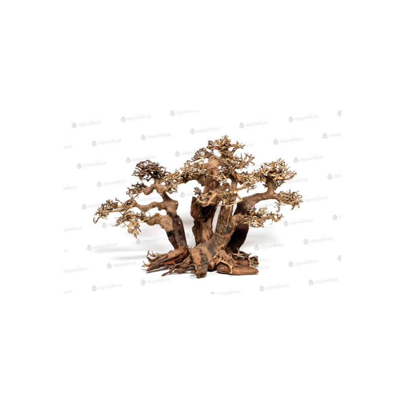 Forest bonsai L