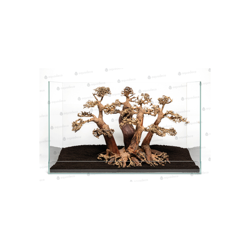Forest bonsai L