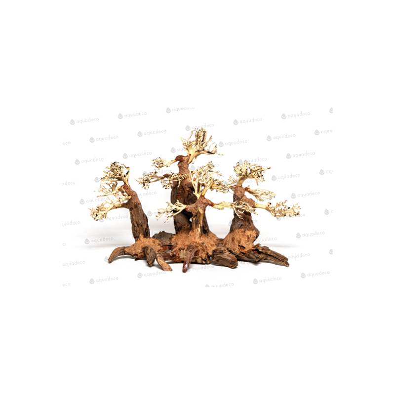 Forest bonsai M