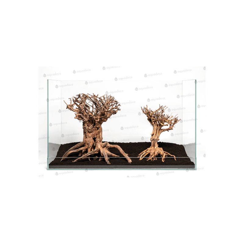 Mammut bonsai L