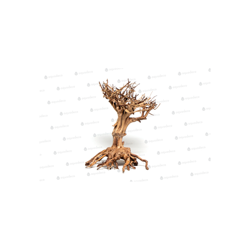 Mammut bonsai M