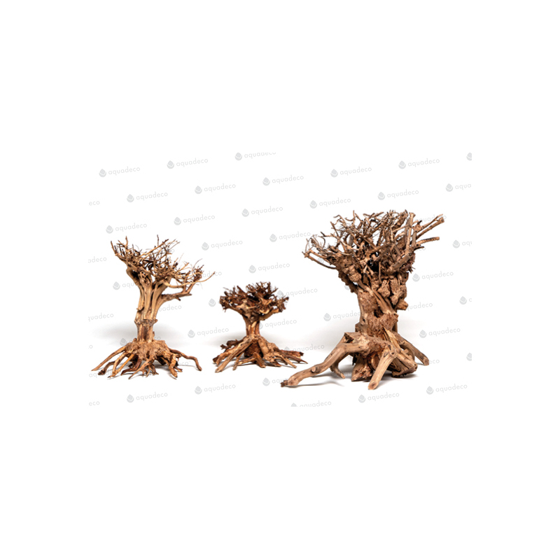 Mammut bonsai M