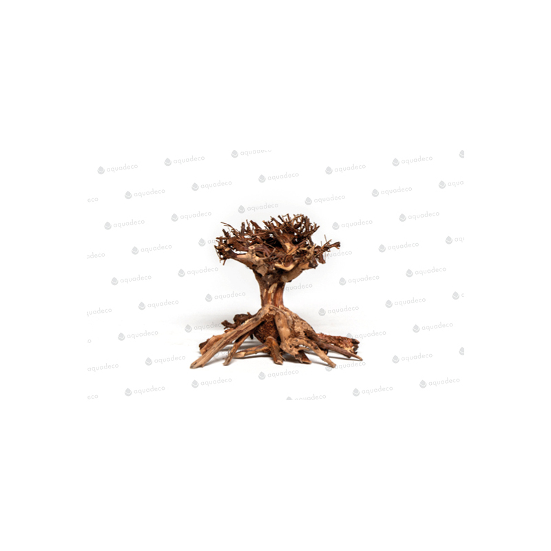 Mammut bonsai S