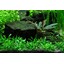 Tropica Cryptocoryne parva 1-2 Grow!
