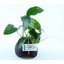 Anubias na kokosu