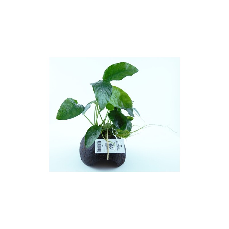 Anubias na kokosu