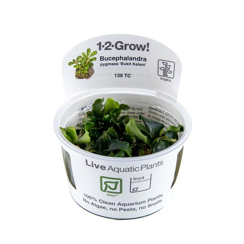 Tropica Bucephalandra pygmaea 'Bukit Kalem' 1-2 Grow!