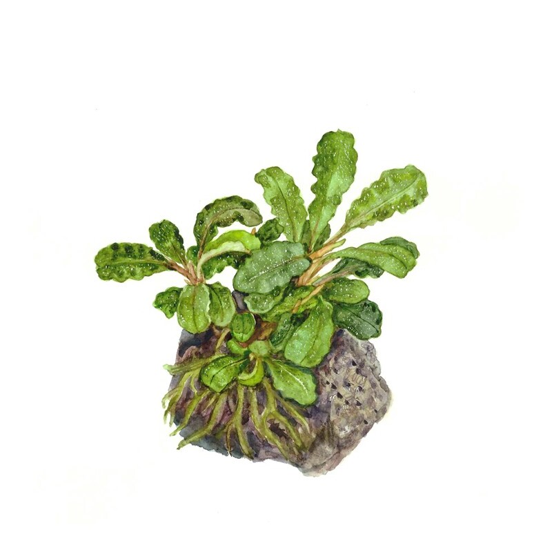 Tropica Bucephalandra pygmaea 'Bukit Kalem' 1-2 Grow!