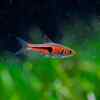 Rasbora espeho