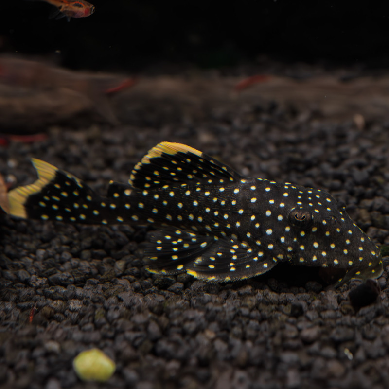 L177 'Golden Nugget' 7 cm