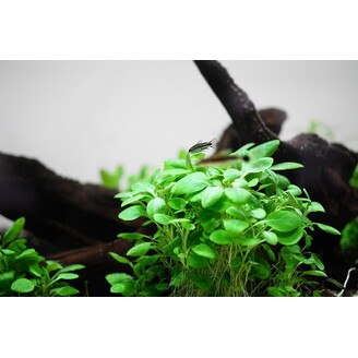 Tropica Lobelia cardinalis Mini 1-2 Grow!