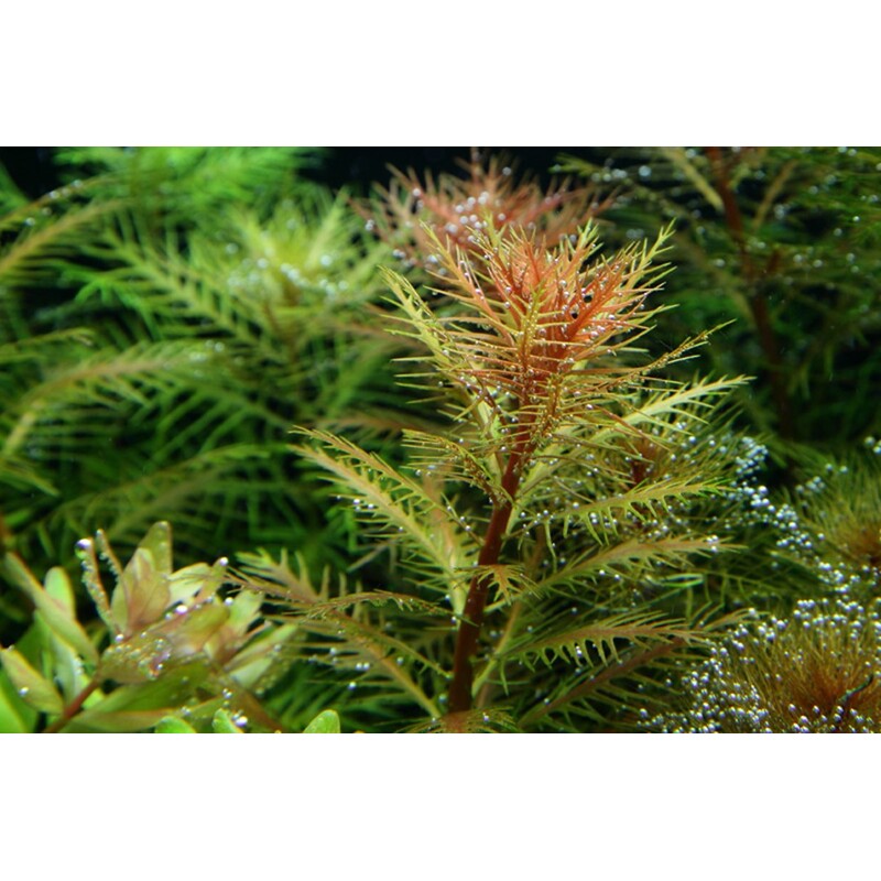 Tropica Proserpinaca palustris 'Cuba' 1-2 Grow!