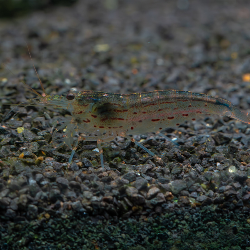 Krevetka Caridina japonica 4 cm
