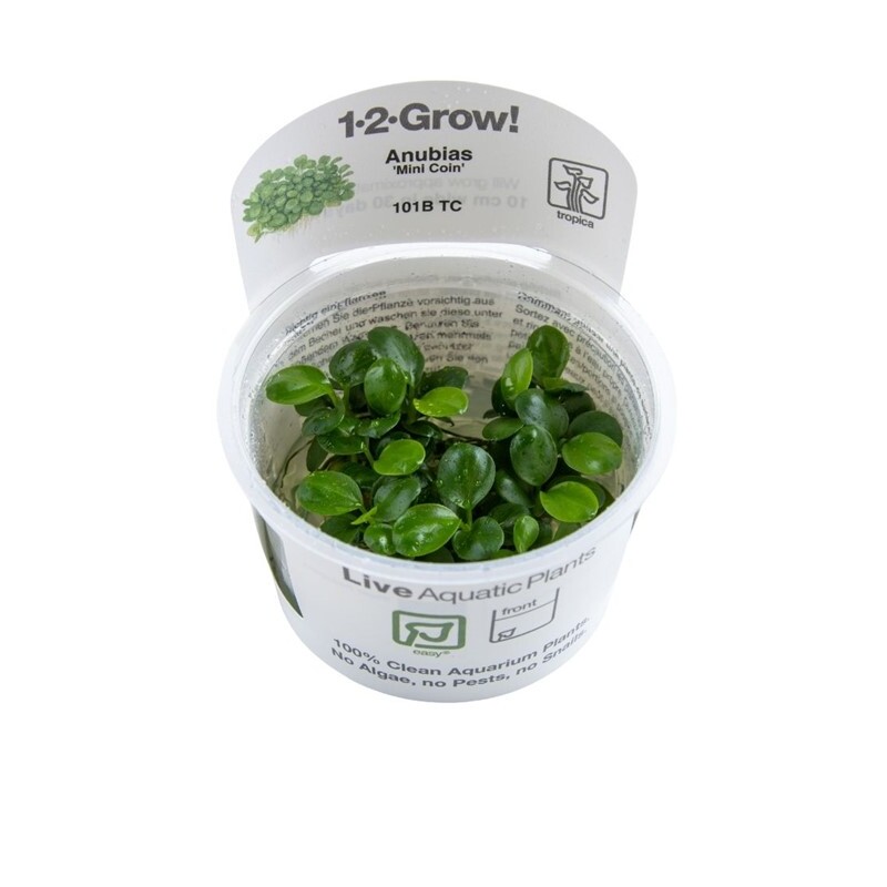 Tropica Anubias ‘Mini Coin’ 1-2-Grow