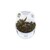 Tropica Cryptocoryne wendtii 'Mi Oya' 1-2 Grow!