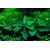 Tropica Anubiasbarteri nana 1-2-Grow