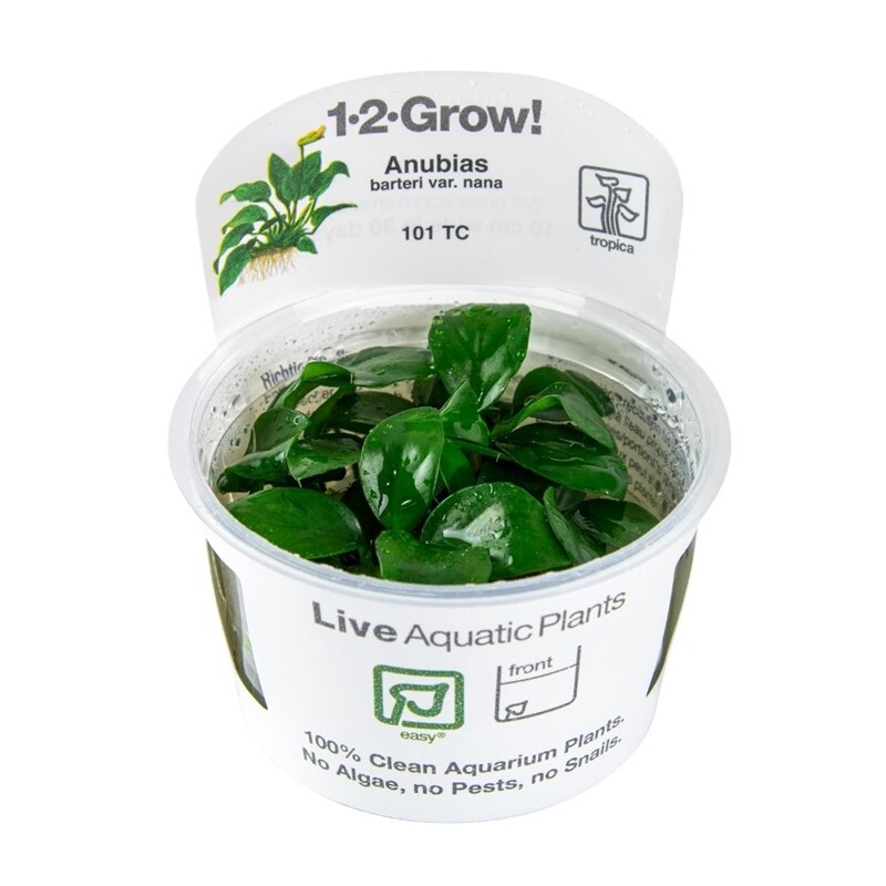 Tropica Anubiasbarteri nana 1-2-Grow