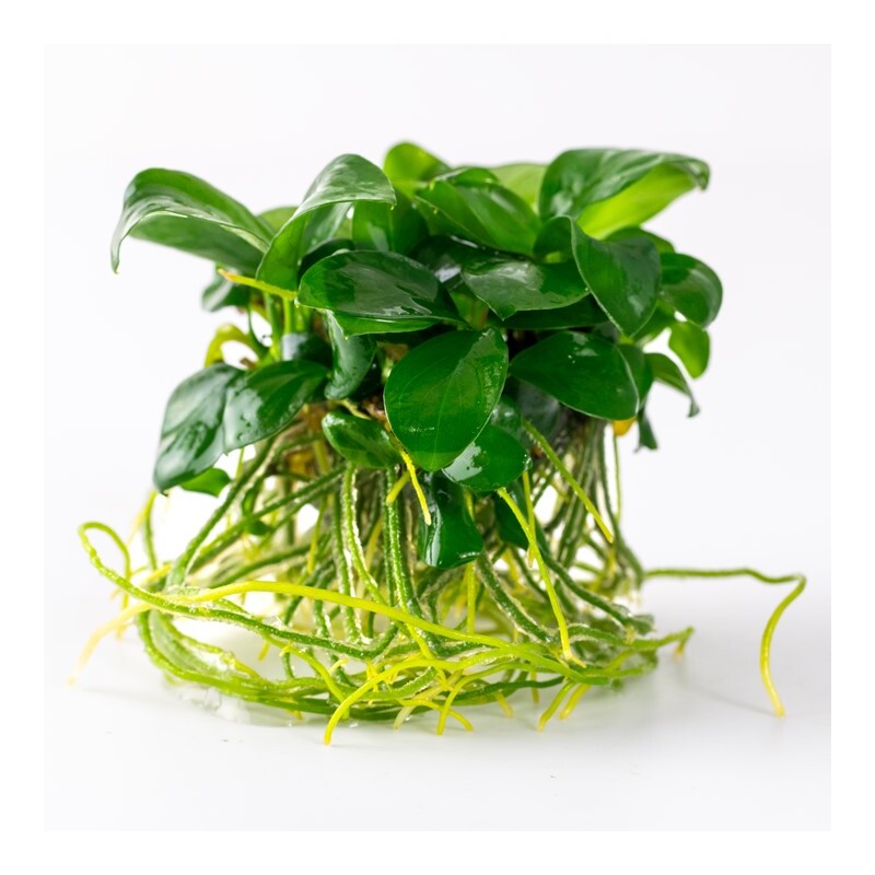 Tropica Anubiasbarteri nana 1-2-Grow