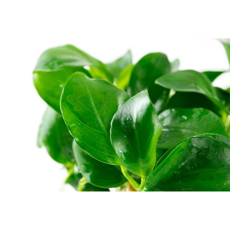 Tropica Anubiasbarteri nana 1-2-Grow