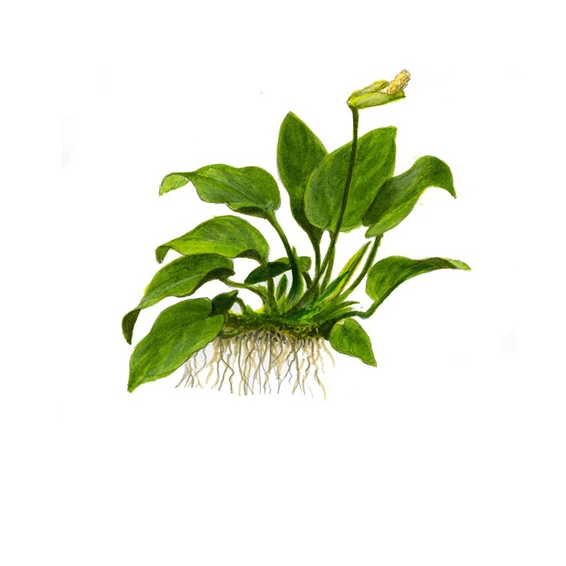 Tropica Anubiasbarteri nana 1-2-Grow