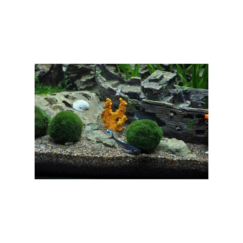 Tropica Aegropila linnaei